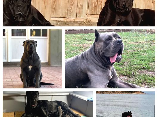 Dev Blue Cane Corso Yavruları görsel