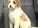 Özel Renk Labradoodle Bebeği̇mi̇z A Kali̇te