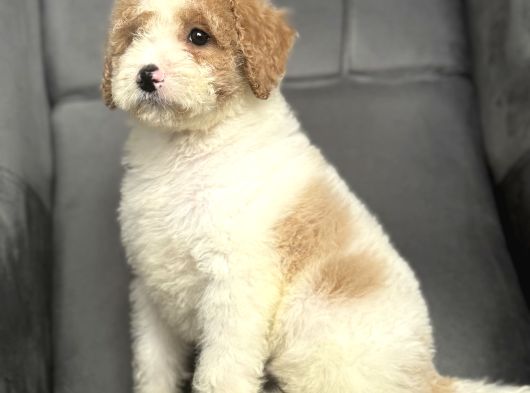 Özel Renk Labradoodle Bebeği̇mi̇z A Kali̇te görsel