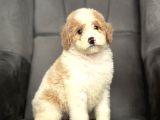 ÖZEL RENK LABRADOODLE BEBEĞİMİZ A KALİTE