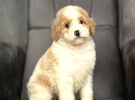 Özel Renk Labradoodle Bebeği̇mi̇z A Kali̇te