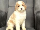 Özel Renk Labradoodle Bebeği̇mi̇z A Kali̇te