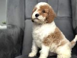 Gerçek Goldendoodle En Özel Renk Dağilimk