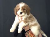 GERÇEK GOLDENDOODLE EN ÖZEL RENK DAĞILIMK