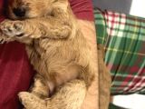 Birbirinden Tatlı Toy Poodle Redbrown Yavrularımız