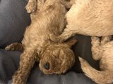 Birbirinden Tatlı Toy Poodle Redbrown Yavrularımız