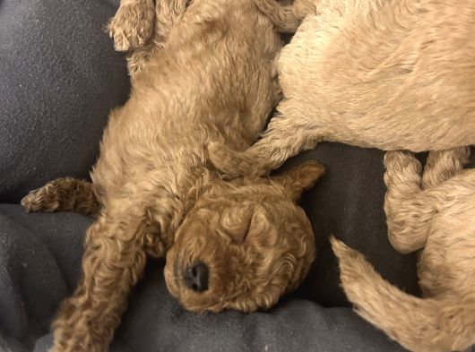 Birbirinden Tatlı Toy Poodle Redbrown Yavrularımız görsel