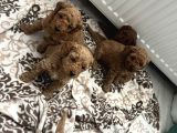 Birbirinden tatlı toy poodle redBrown Yavrularımız