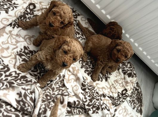 Birbirinden Tatlı Toy Poodle Redbrown Yavrularımız