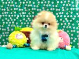 Boo Pomeranian Teddy Bear Yavrular