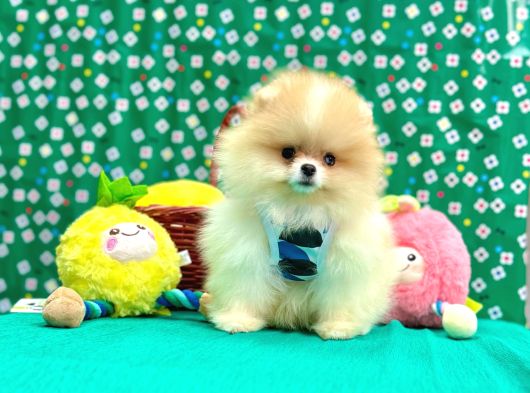 Boo Pomeranian Teddy Bear Yavrular görsel