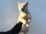 Sınırlı sayıda  Safkan wolfdog yavrular