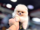 0 Numara Ayı Surat Pomeranian Boo Yavrusu Her Renk Mevcut