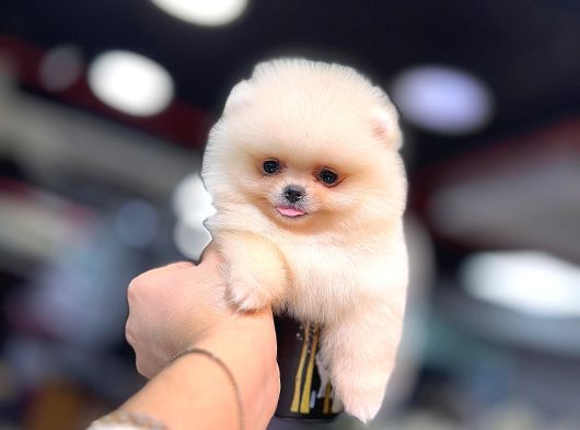 0 Numara Ayı Surat Pomeranian Boo Yavrusu Her Renk Mevcut görsel