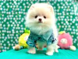 Teddy Bear Pomeranian Boo Yavrularimiz