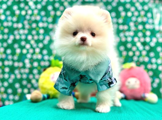 Teddy Bear Pomeranian Boo Yavrularimiz görsel