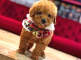Tea Cup Toy Poodle Red Brown 0 Numara Yavrumuz