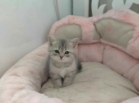 A Kalite Yavrular Yeni Sahiplerini Arıyor görsel