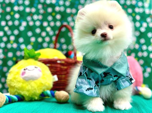 Teddy bear Pomeranian boo yavrularimiz