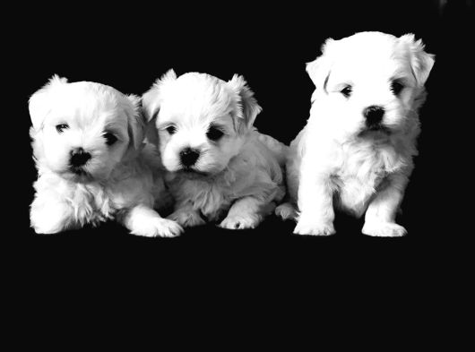 Mükemmel Maltese Bebekleri̇mi̇z