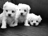 Mükemmel Maltese Bebekleri̇mi̇z