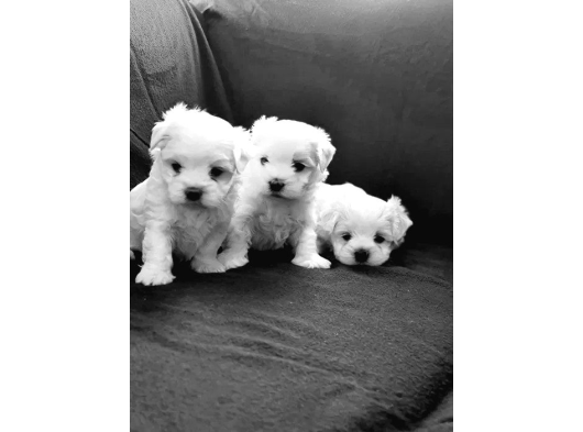 Mükemmel Maltese Bebekleri̇mi̇z görsel