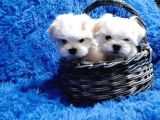 Mükemmel Maltese Bebekleri̇mi̇z