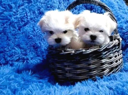 Mükemmel Maltese Bebekleri̇mi̇z görsel