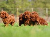 Toy Poodle Yavrularimiz