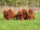 Toy Poodle Yavrularimiz
