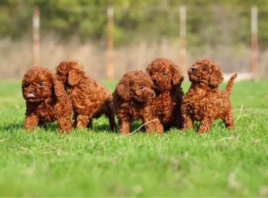 Toy Poodle Yavrularimiz görsel