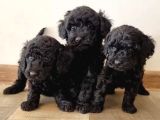 Mükemmel Si̇yah Toy Poodle Yavrularimiz