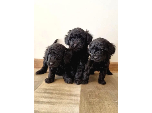 Mükemmel Si̇yah Toy Poodle Yavrularimiz görsel