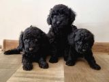 Mükemmel Si̇yah Toy Poodle Yavrularimiz