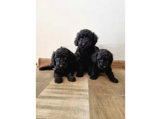 Mükemmel Si̇yah Toy Poodle Yavrularimiz görsel