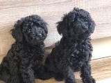 Mükemmel Si̇yah Toy Poodle Yavrularimiz