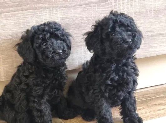Mükemmel Si̇yah Toy Poodle Yavrularimiz görsel