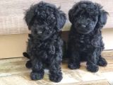MÜKEMMEL SİYAH TOY POODLE YAVRULARIMIZ