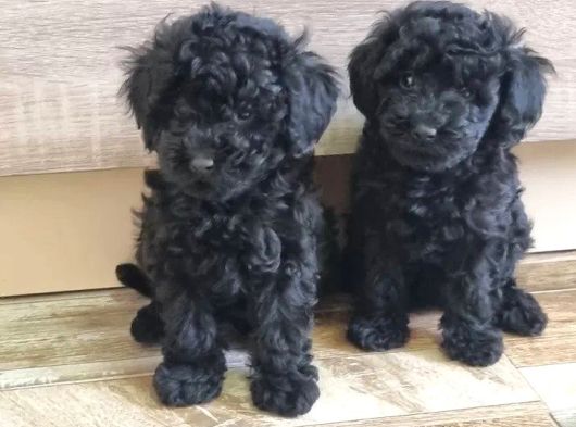 Mükemmel Si̇yah Toy Poodle Yavrularimiz
