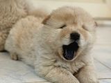 Pofuduk Chow chow