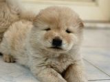Pofuduk Chow Chow
