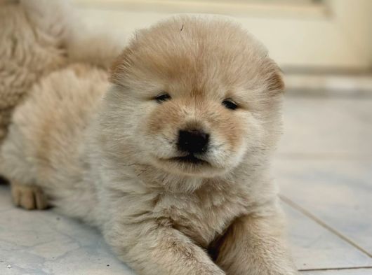 Pofuduk Chow Chow görsel