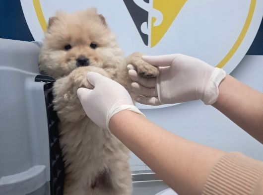 Pofuduk Chow Chow görsel