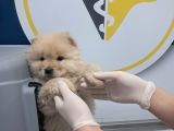 Pofuduk Chow Chow