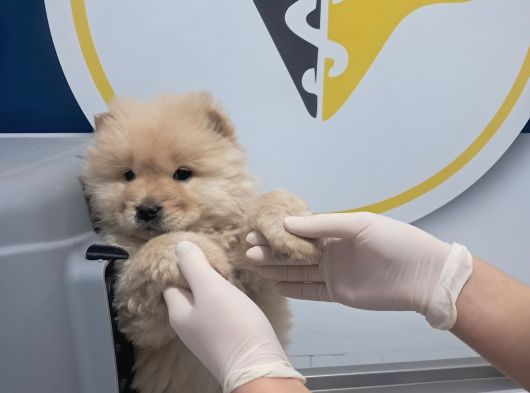 Pofuduk Chow Chow görsel