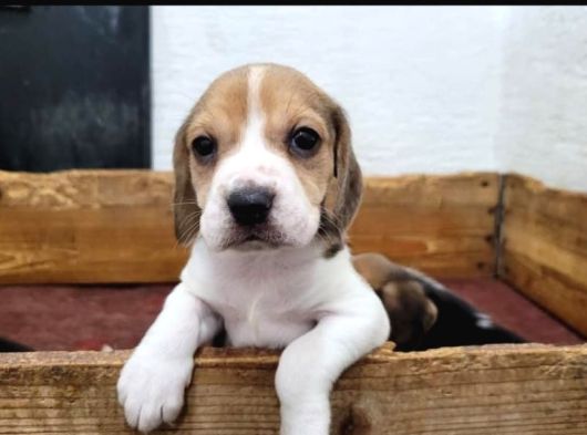 Elizabeth Beagle görsel