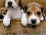 Elizabeth Beagle