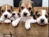 Elizabeth beagle