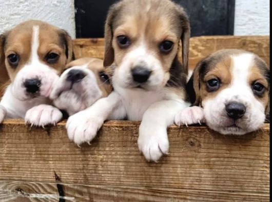 Elizabeth Beagle