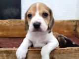 Elizabeth Beagle